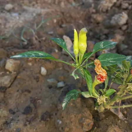 Carpe Diem Karavan *