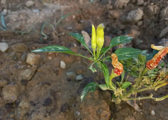 Carpe Diem Karavan *